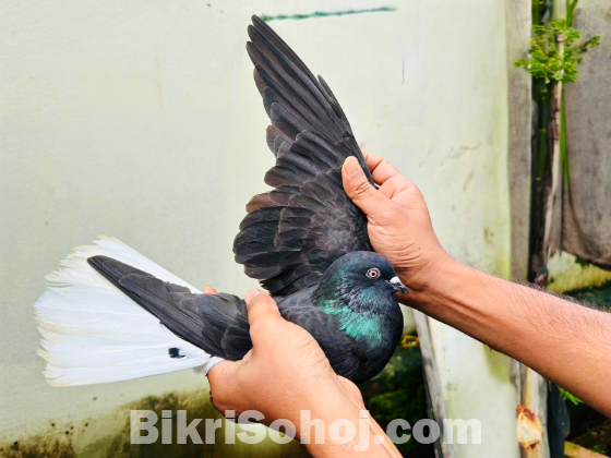 মোসলদম এবং খাকি নড়